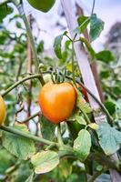 des tomates fraîches sont cultivées dans la plantation. les tomates sont prêtes à être récoltées dans la plantation. tomates rouges fraîches dans le jardin. photo