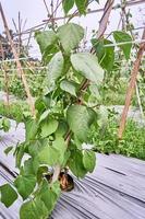 gros plan de haricots verts ou de haricots verts poussant sur une plantation. haricots verts ou haricots verts frais sur la plantation photo