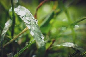 belles grandes gouttes de pluie claires sur les feuilles vertes, les gouttes de rosée du matin brillent au soleil belle texture des feuilles dans la nature nature arrière-plan. photo