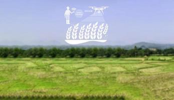 un drone agricole vole vers des engrais pulvérisés sur les rizières. agriculture industrielle et agriculture intelligente photo