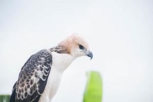 portrait d'un faucon et d'un faucon dans diverses poses photo