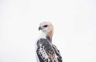 portrait d'un faucon et d'un faucon dans diverses poses photo