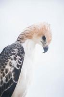 portrait d'un faucon et d'un faucon dans diverses poses photo