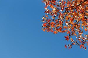 feuillage d'automne, vieilles feuilles d'érable orange, feuillage sec des arbres, mise au point douce, saison d'automne, changement de nature, lumière du soleil douce et brillante photo