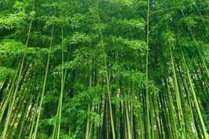 feuilles de bambou vert matériel de fond. foret de bambou. photo