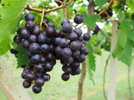 grappes de raisins rouges suspendus au vin