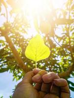 la main d'un jeune homme tenant une feuille. lumière du soleil photo