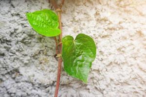 plante à feuilles de bétel accrochée à un fond de mur de ciment photo