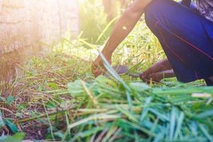 un agriculteur coupant les mauvaises herbes avec une faucille photo