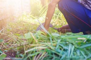 un agriculteur coupant les mauvaises herbes avec une faucille photo