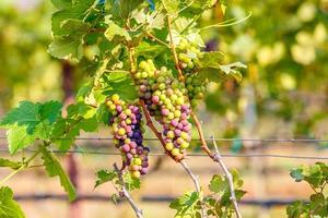 Branche de jeunes raisins sur vigne dans le vignoble photo