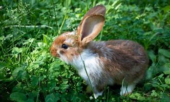 un lapin rouge est assis sur une pelouse de trèfle vert. le concept de pâques, nouvel an, élevage photo