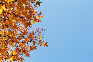 feuillage d'automne, vieilles feuilles d'érable orange, feuillage sec des arbres, mise au point douce, saison d'automne, changement de nature, lumière du soleil douce et brillante photo