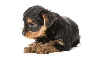 chiot yorkshire terrier photo