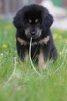 chiot mastiff tibétain photo