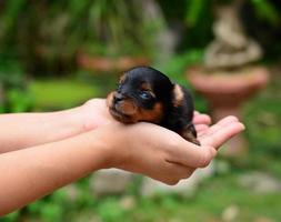 chiot yorkshire terrier photo
