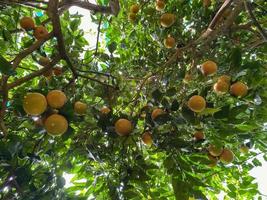 jaune naturel paradisiaque belle orange ronde délicieuse, agrumes, mandarine ou pamplemousse sur une branche d'arbre dans un pays tropical chaud, resort photo