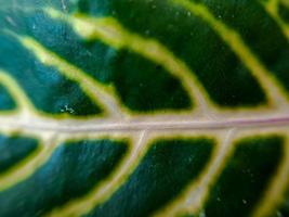 La texture jaune vert feuille d'arum détail montrant la nervation de zantedeschia photo
