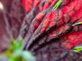 texture de coleus rouge avec des tiges rouges adaptées au fond photo