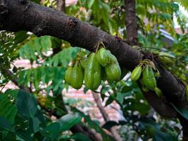 bilimbi, concombre, oseille de kamias, carambole de tamarin, buloh starfruit bimbiri sur des troncs d'arbres photo