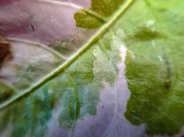 La texture jaune vert feuille d'arum détail montrant la nervation de zantedeschia photo