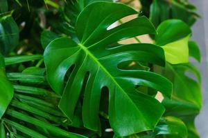 belles et inhabituelles feuilles de monstera sur fond d'autres verts photo