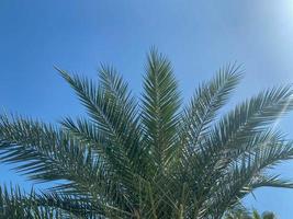 belles grandes feuilles de palmier vert contre le ciel bleu dans un pays tropical chaud, resort photo