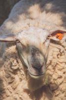 portrait en gros plan d'un mouton mâchant de l'herbe photo