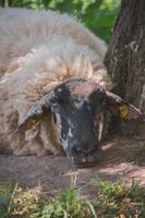 portrait en gros plan d'un mouton, jetant un coup d'œil derrière un arbre photo