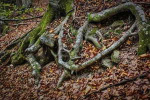 anciennes racines d'arbres avec feuilles et mousse, reportage naturaliste photo