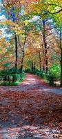 paysage de chutes d'automne photo