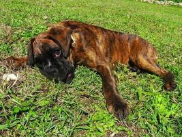 chien boxer couché dans l'herbe photo