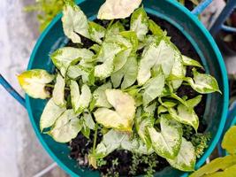 Vigne à tête de flèche, feuilles en forme de coeur de plantes à pied d'oie Syngonium podophyllum est probablement l'espèce la plus populaire photo