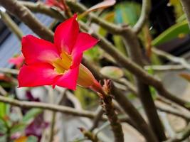 kalachuchi également connu sous le nom scientifique de plumeria rubra, il porte le nom commun de frangipanier ou de fleur de temple photo