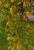 des brindilles de bouleau avec les jeunes feuilles vertes pendent. photo