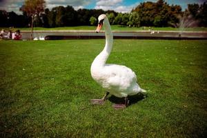 cygne reposant sur une pelouse verte au printemps. photo