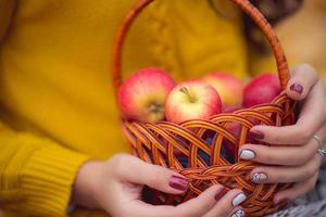 panier avec des pommes rouges dans les mains au coucher du soleil champ jardin. mise au point sélective photo