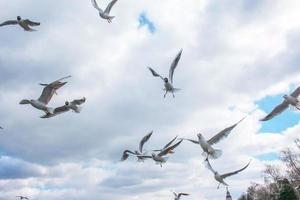 les goélands volant librement dans le ciel et cherchant la nourriture. photo
