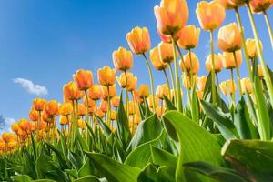 tulipes au soleil du printemps. photo