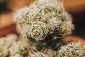 L'analyse macro d'un cactus allongé Mammillaria dans un centre de jardinage photo