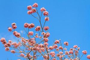 Tabebuia rosea ou fleur de trompette rose en fleurs photo