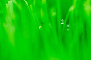 Image macro d'herbe verte fraîche photo