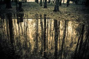 arbres se reflétant dans la flaque d'eau rétro photo