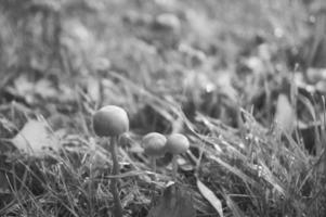 champignons en filigrane en noir et blanc pris sur un pré. vue macro depuis l'habitat photo