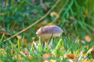 châtaignier, chapeau brun. champignon sur le sol de la forêt avec de la mousse et des aiguilles de pin. photo