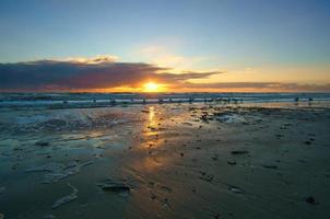 coucher de soleil sur la plage au danemark. coquillages au premier plan. marcher sur la côte photo