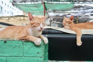 deux chat tigré orange sont allongés et dorment sur le mur photo