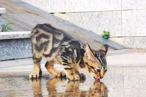 chat tigré brun boit de l'eau sur le sol photo