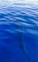 énorme requin baleine nage à la surface de l'eau cancun mexique. photo
