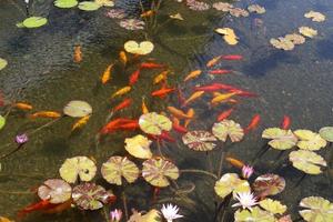 des poissons colorés nagent dans un lac d'eau douce. photo